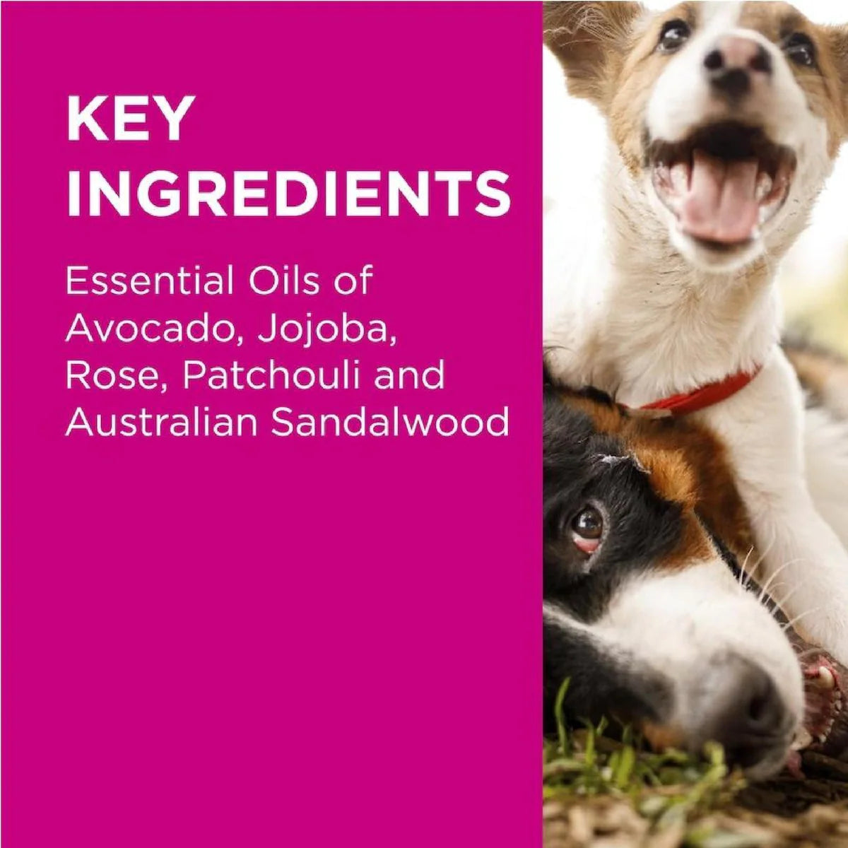 Blackmores PAW Sensitive Skin Conditioner 500ml bottle for dogs, designed to soothe and nourish sensitive skin with a gentle, hypoallergenic formula.