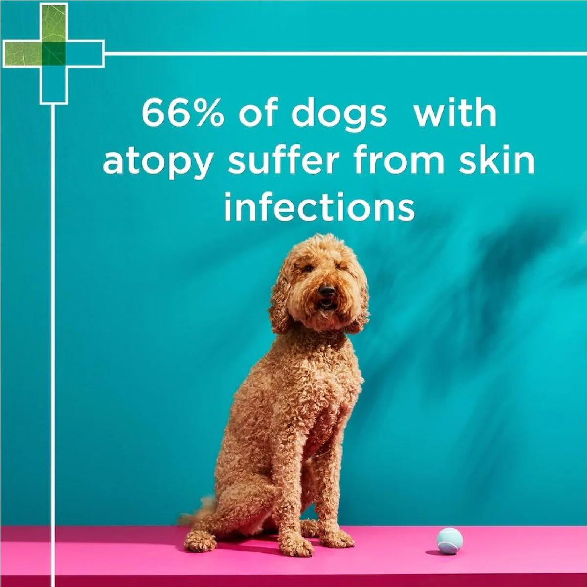 PAW by Blackmores Mediderm Gentle Medicated Shampoo 200ml for soothing and treating itchy, dry, and sensitive skin in pets